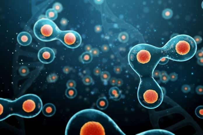 Mechanism for the division of artificial cells