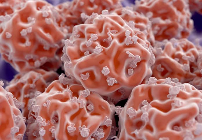 Breakthrough Research On Bone Forming Stem Cells By UConn Researchers