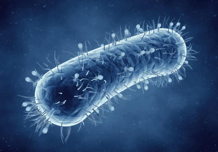 bacterial cell into biological computer