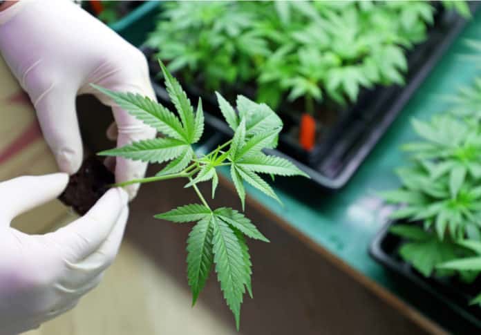 New Study Suggests Marijuana could fight drug-resistant superbugs like MRSA
