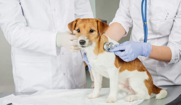 Covance Animal Care Apprentice Vacancy - Apply Online