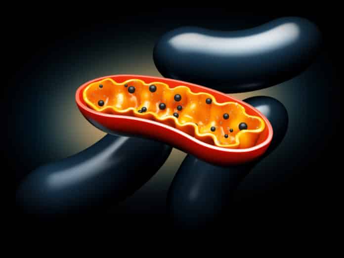 Decade-Old Mitochondrial Mystery Resolved