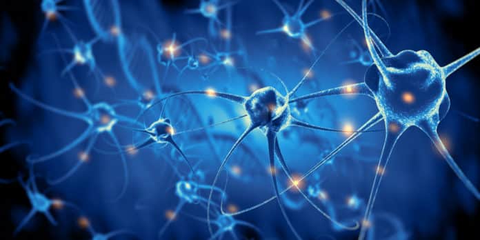 Neurons In The Nose And Hypothalamus May Be The Entry Points Of Coronavirus