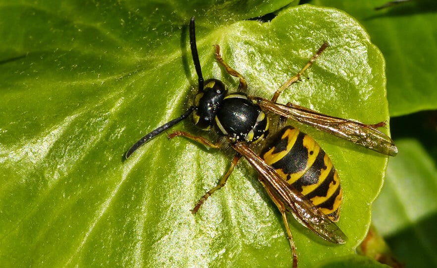 World's first wasp genome project