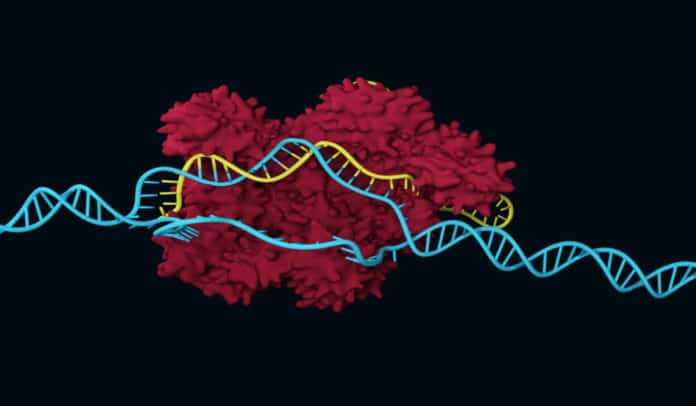 CRISPR-Cas3-system for Targeted Genome Editing