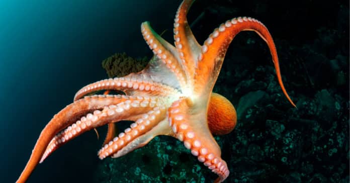 Octopus inspired sucker