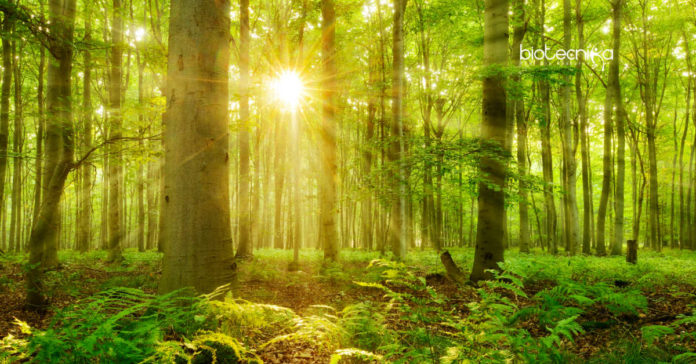 Enhancing Photosynthesis by repairing Rubisco