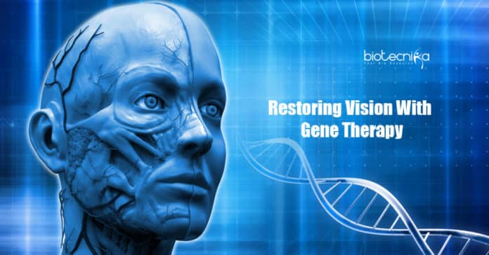 Restoring Vision by Inserting a Novel Protein in the Eye Using Gene Therapy