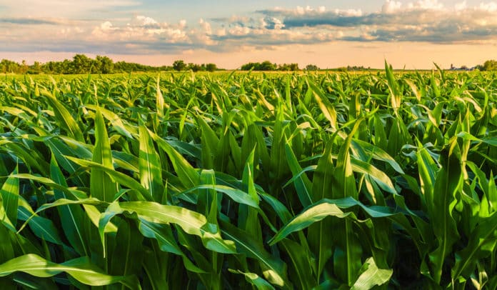 Plant defense mechanism against herbivores involves a switch