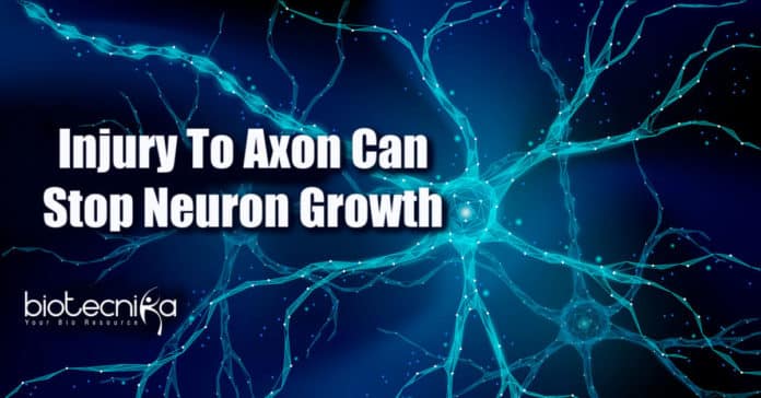 Axon injury and neuron development