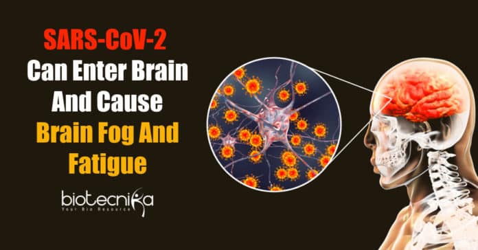 SARS-CoV-2 Virus enters brain