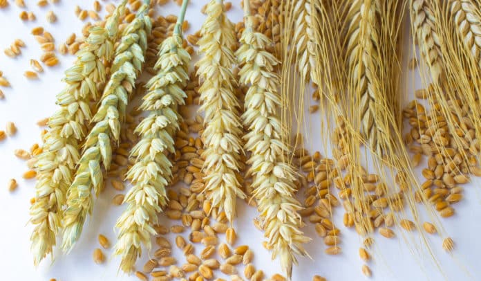 Modified wheat variety that increases yield by 12% developed by researchers