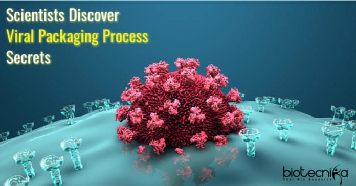 Viral packaging process