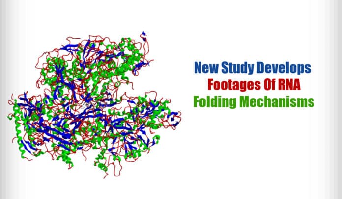 Novel RNA Folding Videos