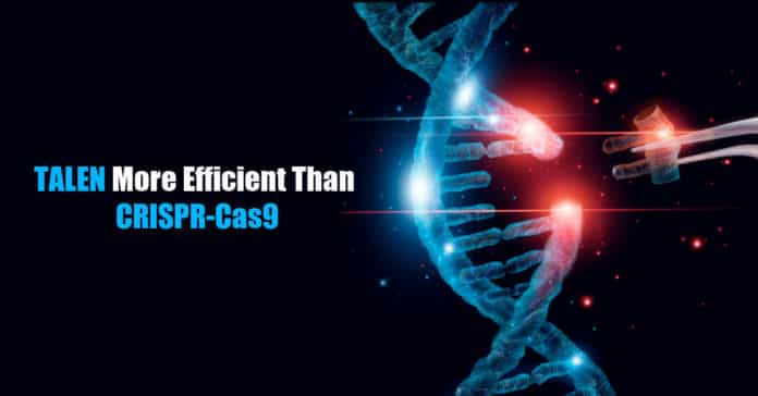 TALEN outperforms CRISPR-Cas9