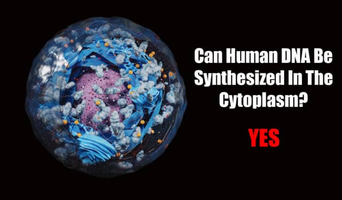 First Evidence of DNA Synthesis In The Cytoplasm