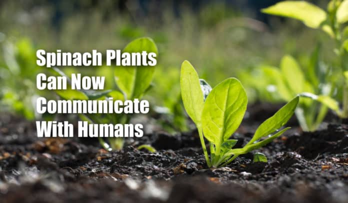 Plants Can Send Emails To Scientists