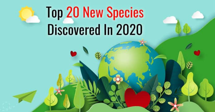top 20 new species discovered in 2020