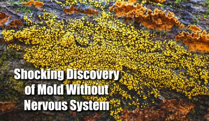 Mold Without Nervous System