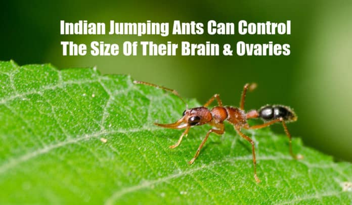 Indian Jumping Ants