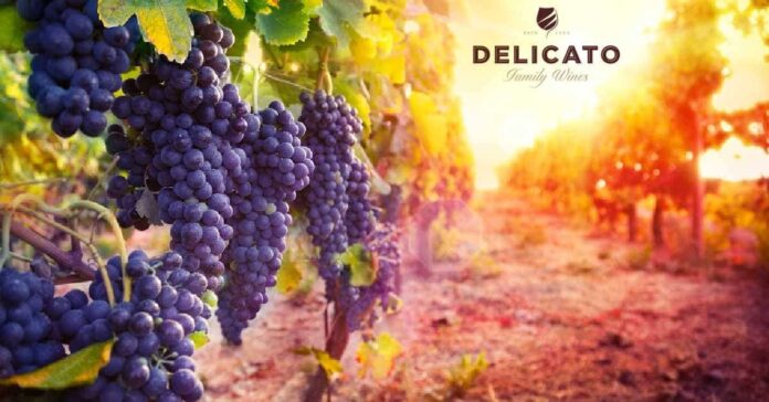 Delicato Family Wines Intern