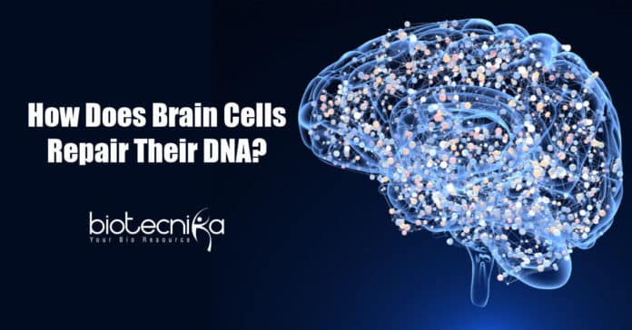 How Brain Cells Repair Their DNA
