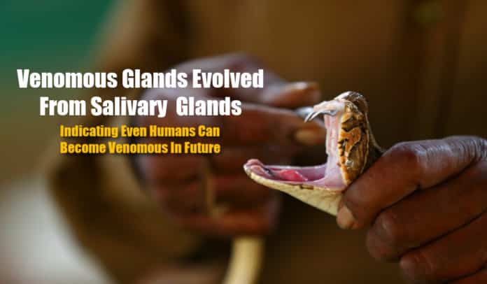 Human Could Become Venomous