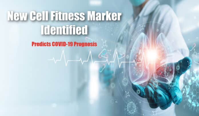 Cell Fitness Marker