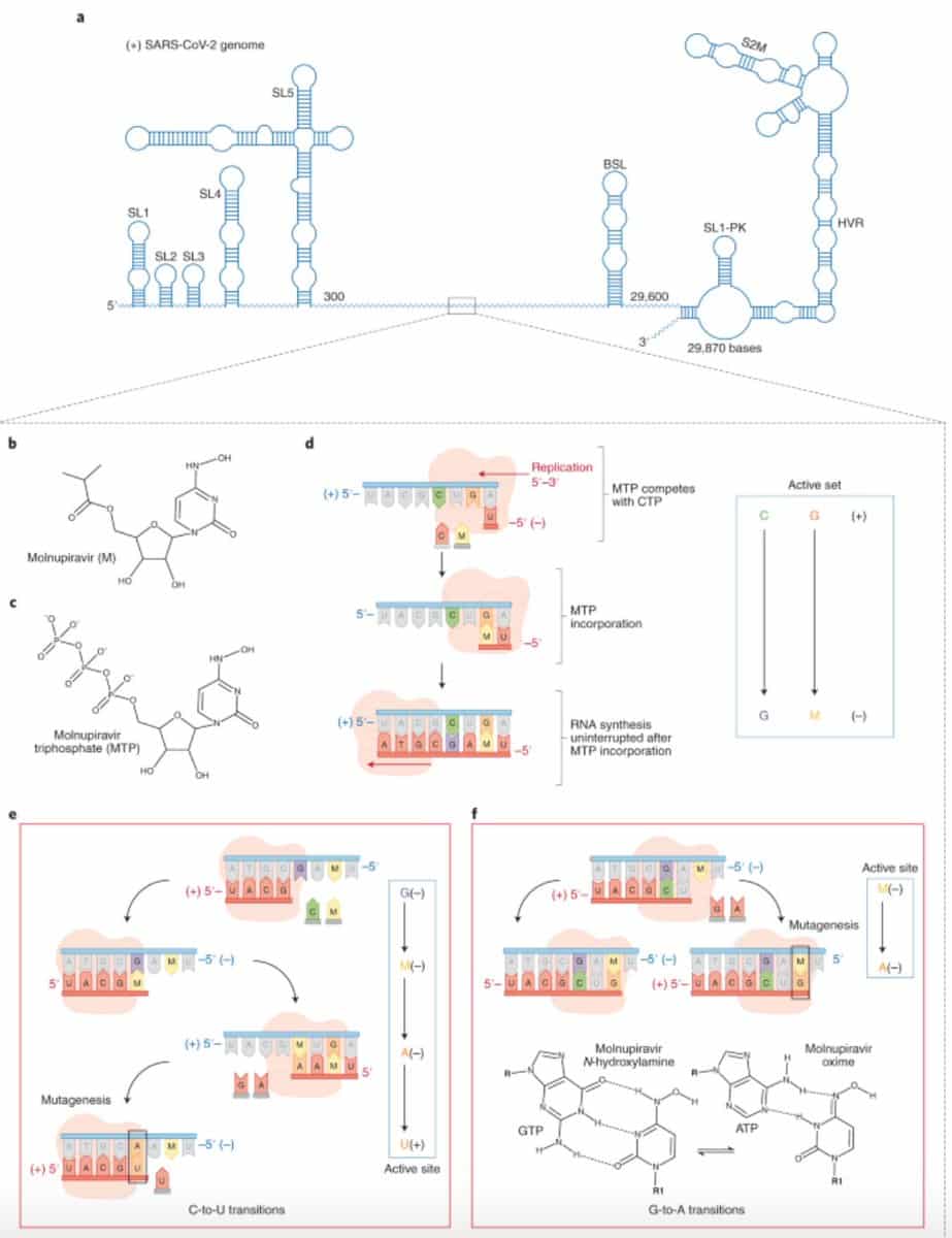 Molnupiravir-World's First Antiviral Pill