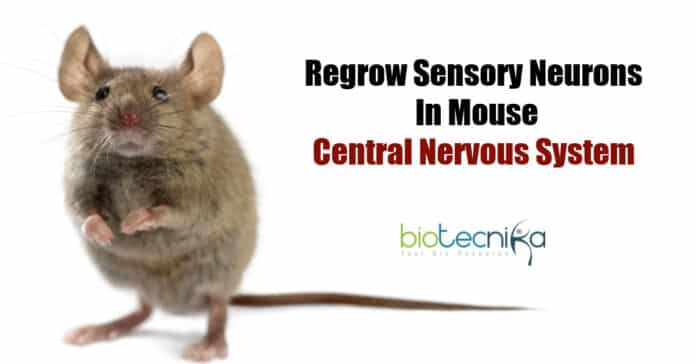 Regrowing sensory neurons