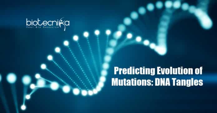 DNA tangles