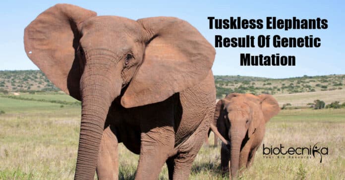 Tuskless Elephants