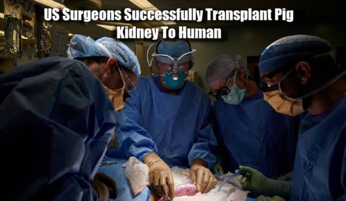 First Successful Pig Kidney Transplantation