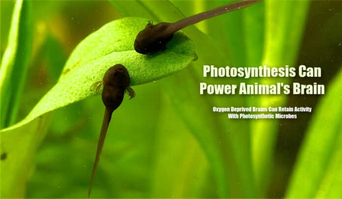Photosynthesis Powered Brain