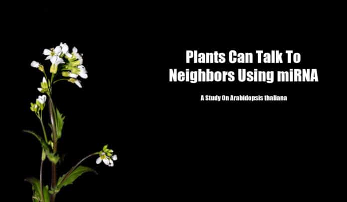 Plants Use RNA To Talk To Neighbors