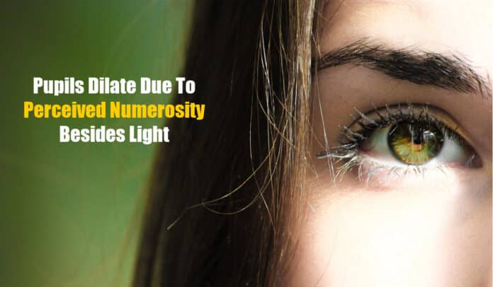Pupils Perceive Numerosity