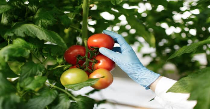 Dice Food Beverage Quality Assurance Manager - Biology & Food Science