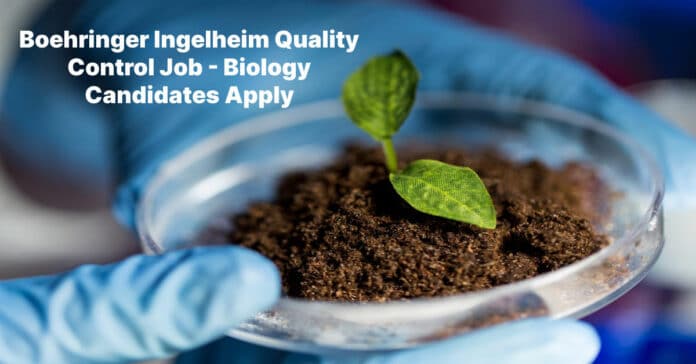 Boehringer Ingelheim Quality Control Job - Biology Candidates Apply