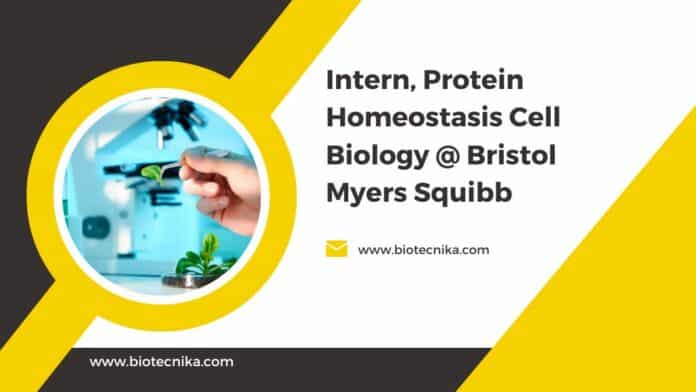Intern, Protein Homeostasis Cell Biology @ Bristol Myers Squibb