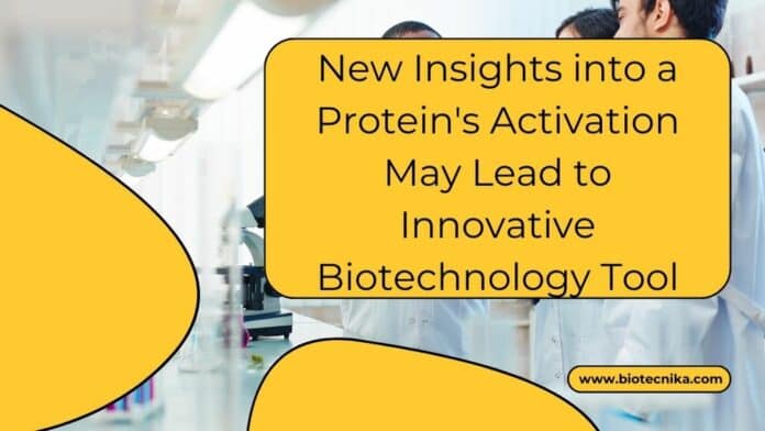 New Insights into a Protein's Activation May Lead to Innovative Biotechnology Tool