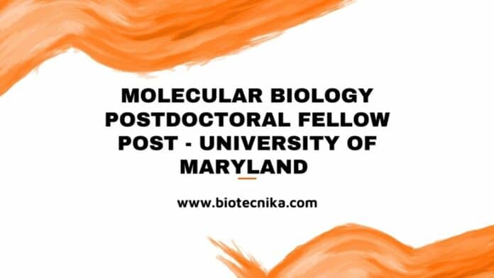 Molecular Biology Postdoctoral Fellow Post - University of Maryland