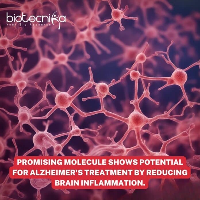 Alzheimer's Hope: Incredible New Molecule Tackles Brain Inflammation!