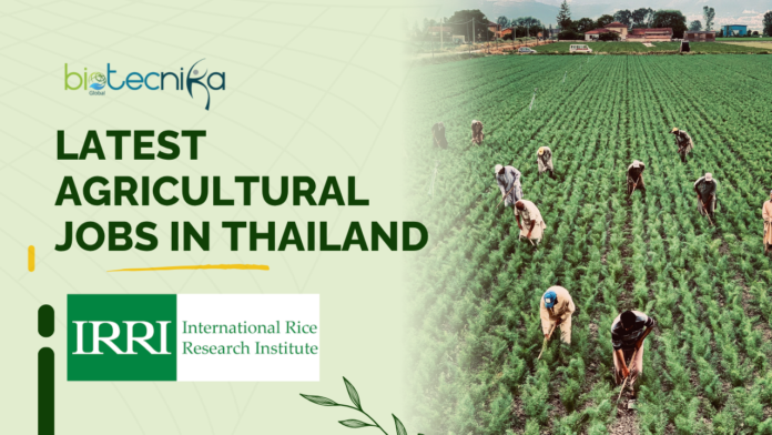Latest Agricultural Jobs at IRRI in Thailand