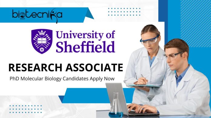 Research Associate Job Role at Sheffield University – PhD Molecular Biology Candidates Apply Now 