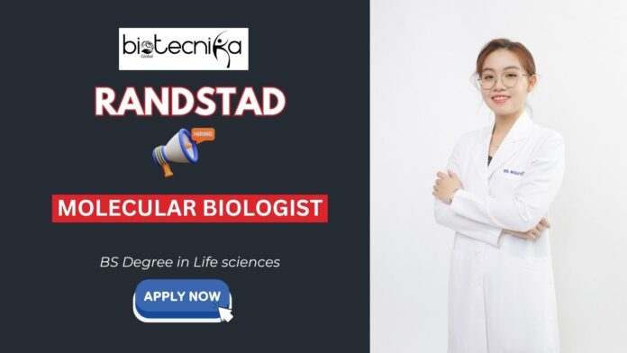 Randstad Careers Apply Now for Molecular Biologist Job Molecular Biology Job