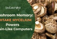 Mushroom Memory: Shiitake Mycelium Could Power the Next Generation of Brain-Like Computers Mushroom Memory Shiitake Mycelium Could Power the Next Generation of Brain-Like Computers