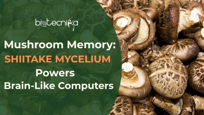Mushroom Memory Shiitake Mycelium Could Power the Next Generation of Brain-Like Computers Mushroom Memory Shiitake Mycelium Could Power the Next Generation of Brain-Like Computers