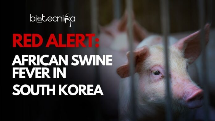 South Korea Declares Red Alert after Sixth African Swine Fever Outbreak