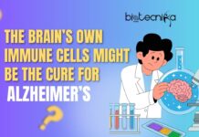 The Brainโs Own Immune Cells Might Be the Cure for Alzheimerโs scientist working on the brain to cure Alzheimers
