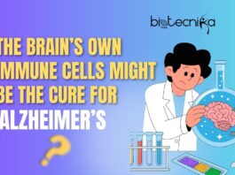 scientist working on the brain to cure Alzheimers